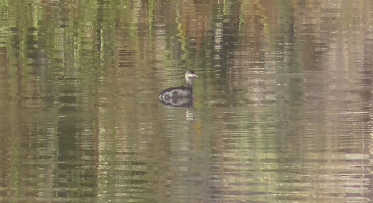 Eared Grebe - ML641186771