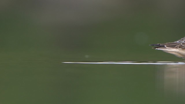 Curlew Sandpiper - ML641186781