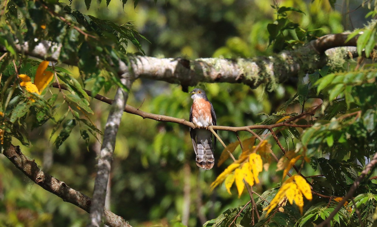 Philippine Hawk-Cuckoo - ML641186783