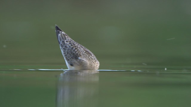 Curlew Sandpiper - ML641186787