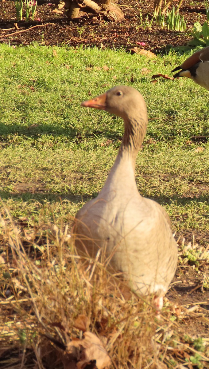 Graylag Goose - ML641186855