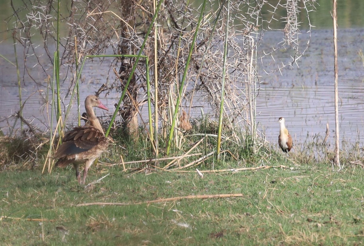 Spur-winged Goose - ML641186874