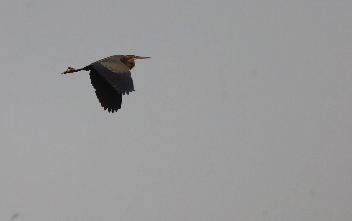Purple Heron - ML641186899