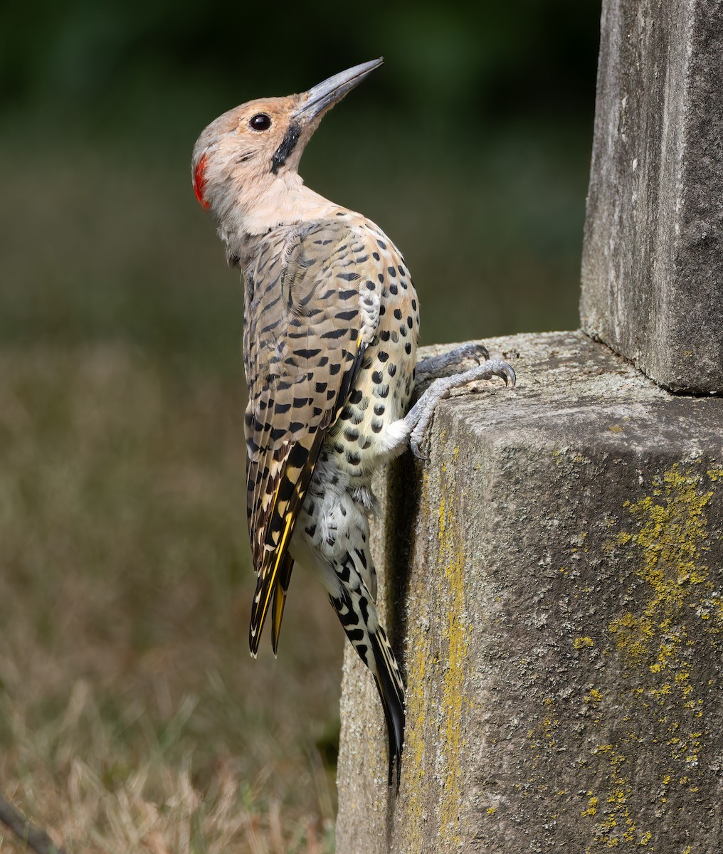 Northern Flicker - ML641186913