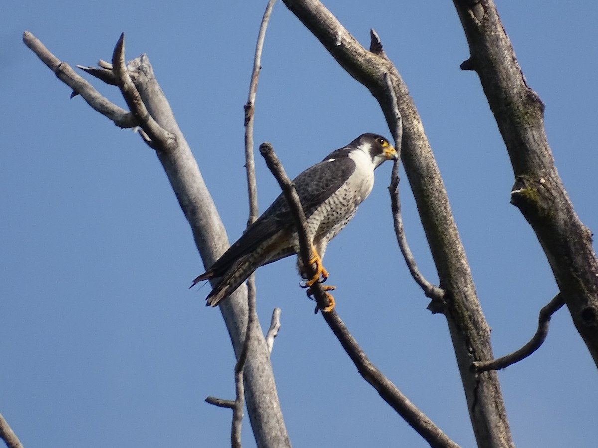Halcón Peregrino - ML641186923