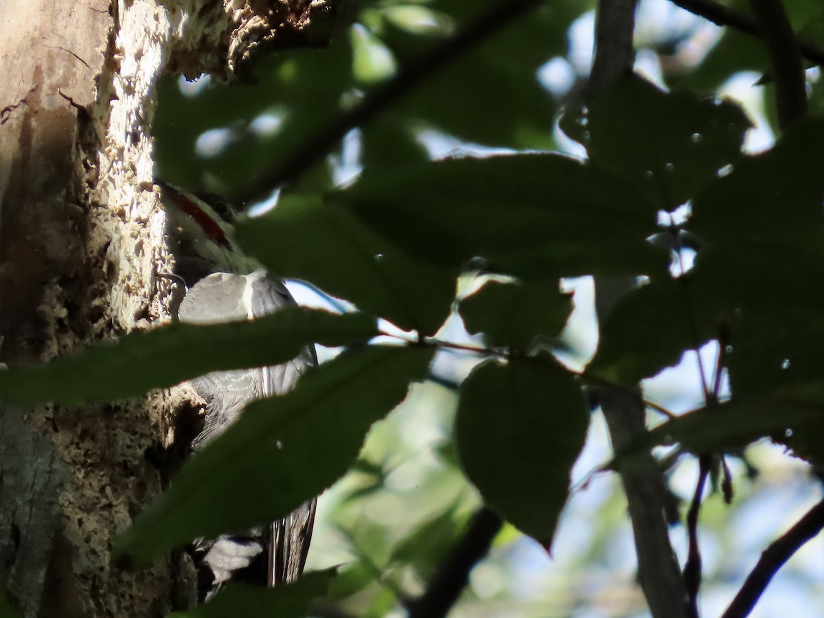 Pileated Woodpecker - ML641186941