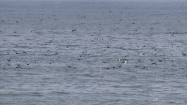 Sooty Shearwater - ML641186958