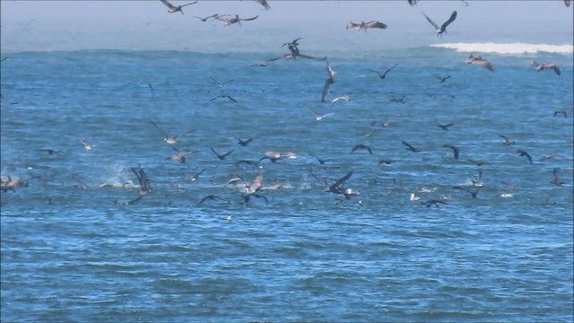 Brown Pelican - ML641186975