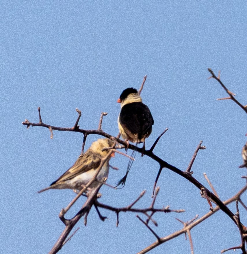 Shaft-tailed Whydah - ML641186977