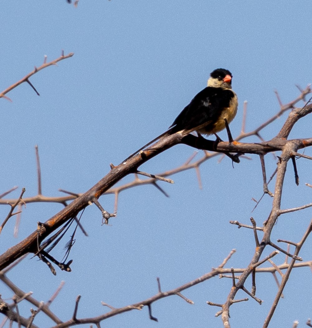 Shaft-tailed Whydah - ML641186978