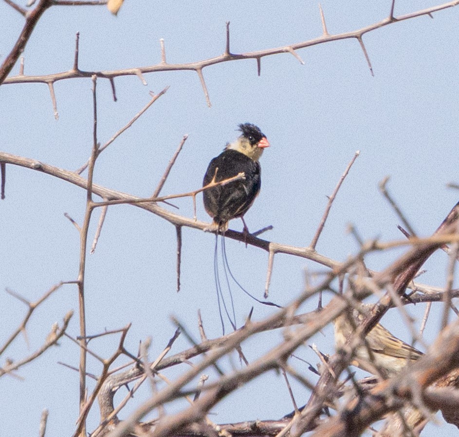 Shaft-tailed Whydah - ML641186979