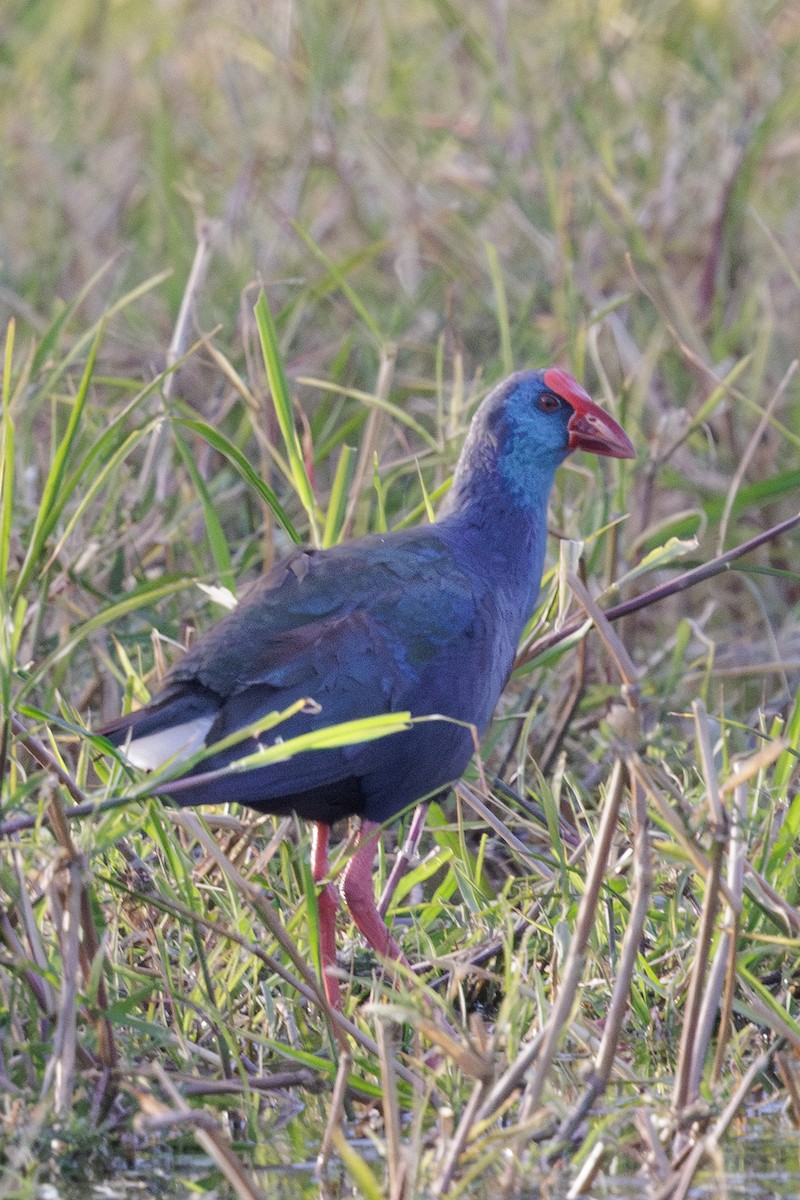African Swamphen - ML641186983