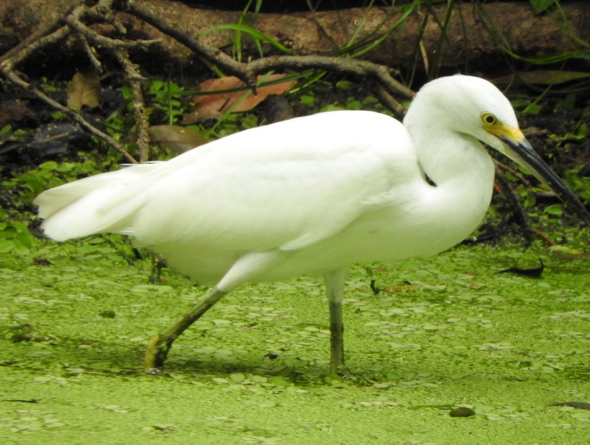 Snowy Egret - ML641186986