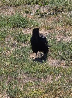 Common Raven - ML641187014