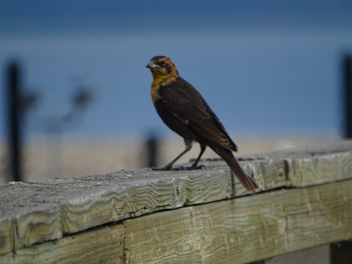 Yellow-headed Blackbird - ML641187019