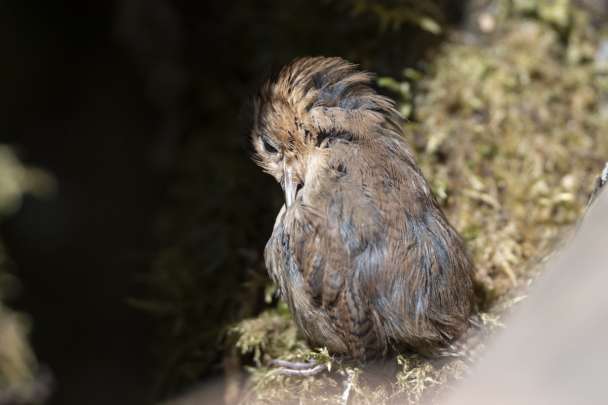 Mountain Wren - ML641187057