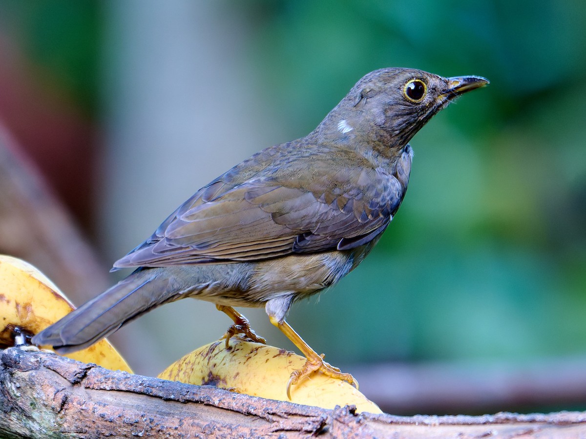 Yellow-legged Thrush - ML641187081
