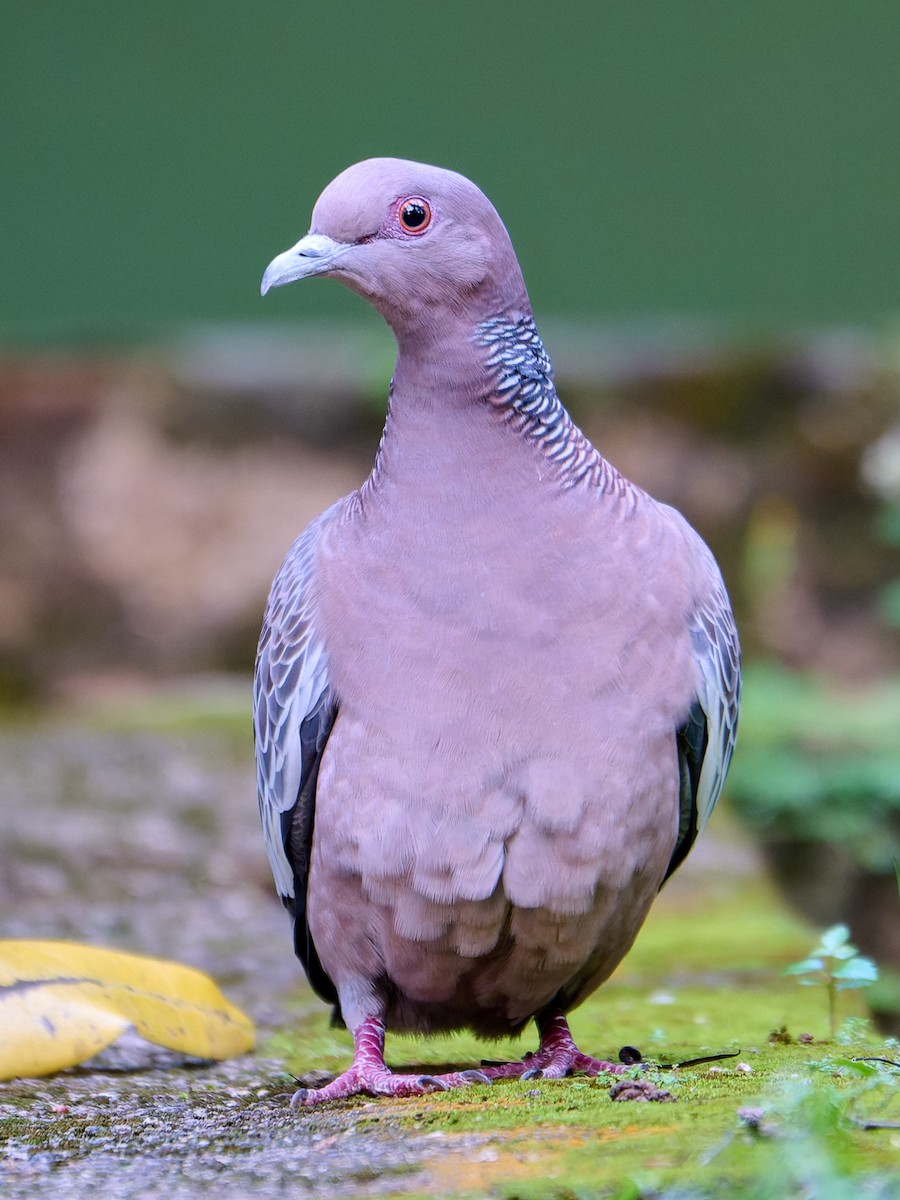 Picazuro Pigeon - ML641187088