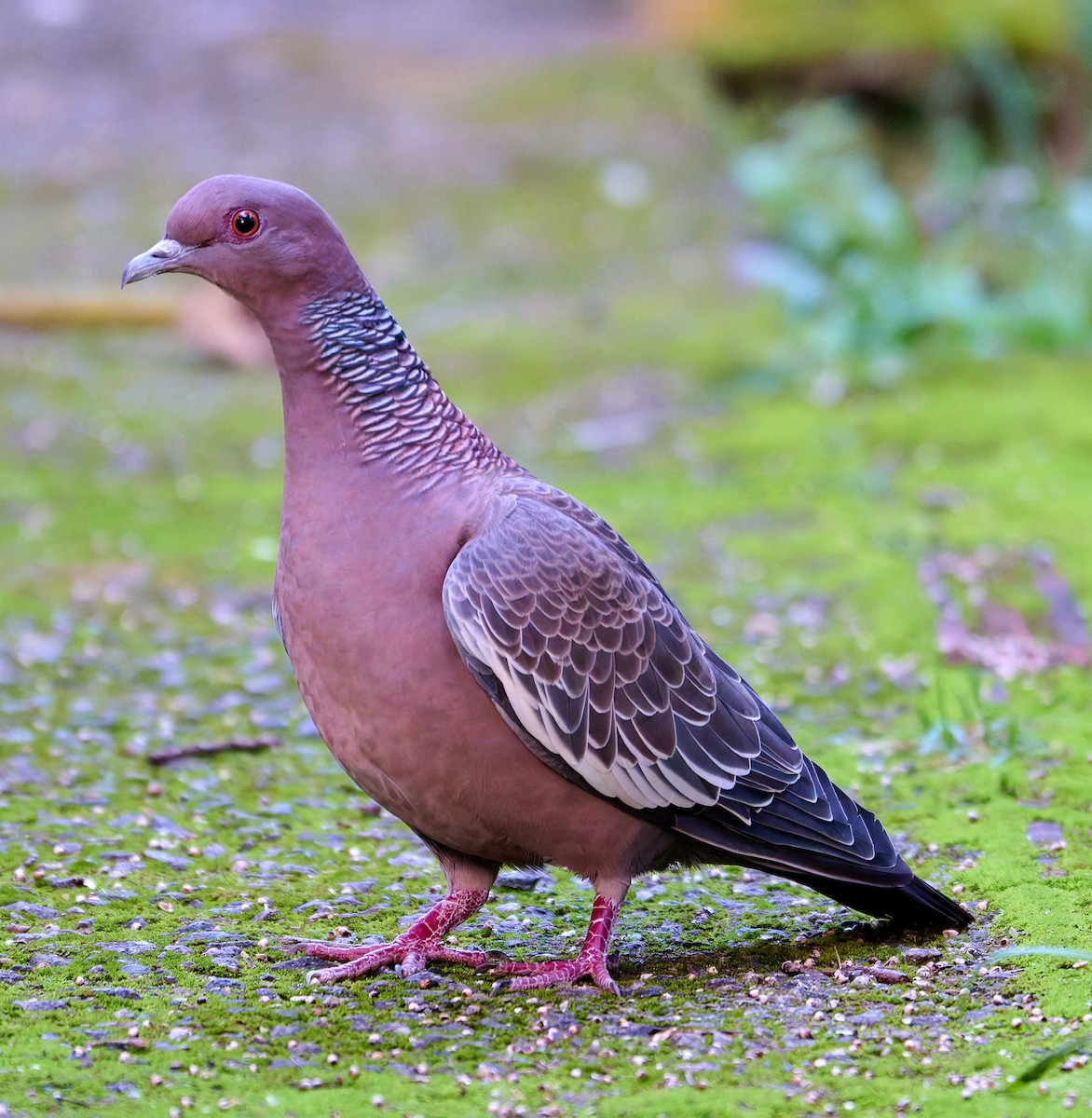 Picazuro Pigeon - ML641187089