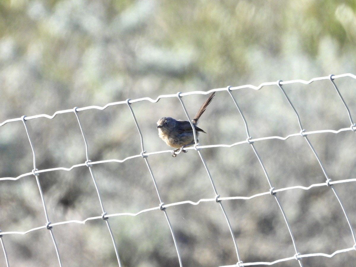 Wrentit - ML641187157