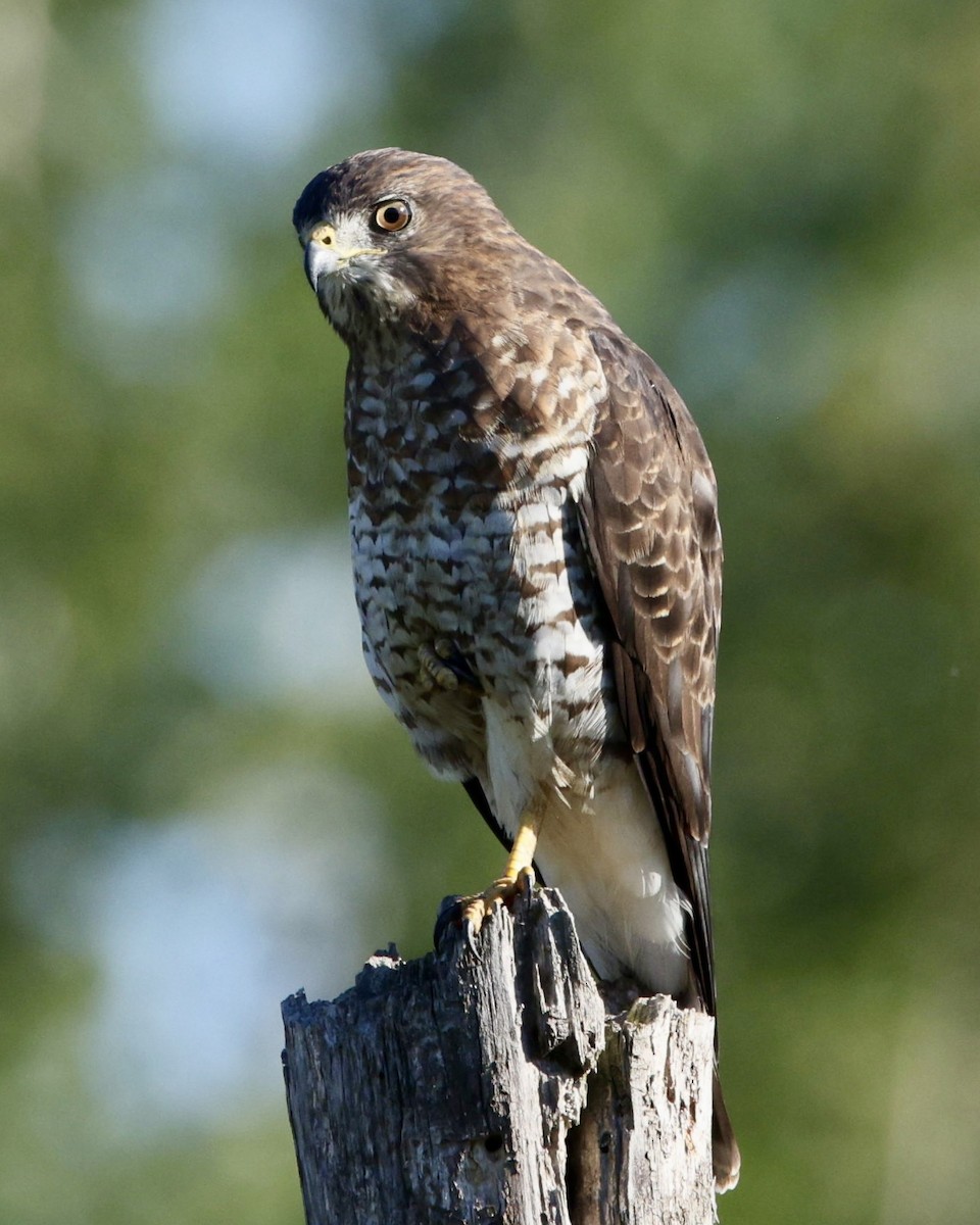 Broad-winged Hawk - ML641187178