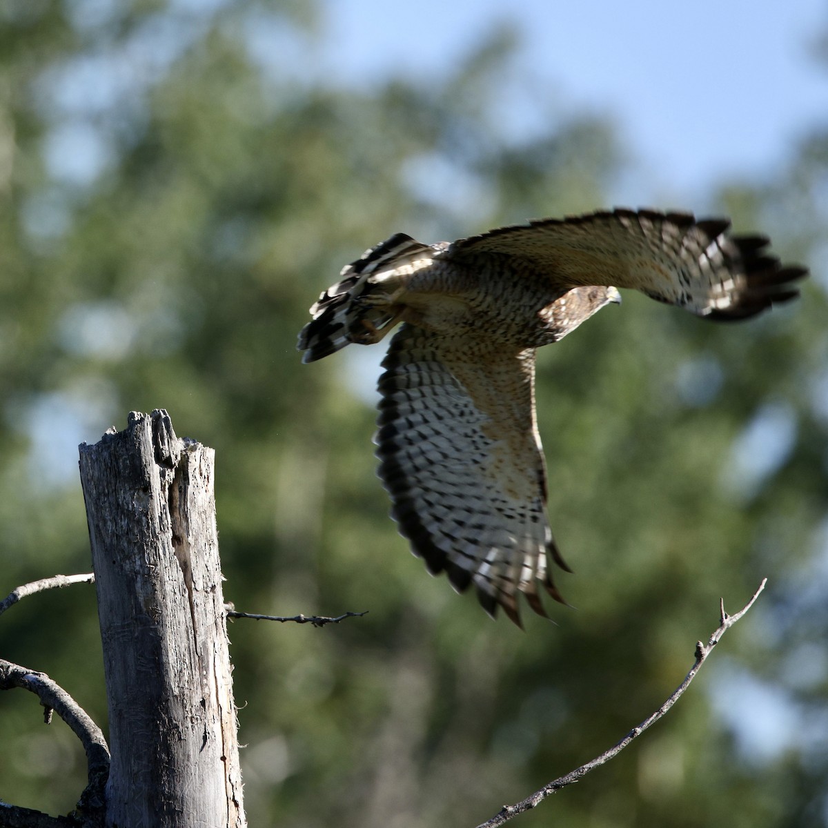 Broad-winged Hawk - ML641187179