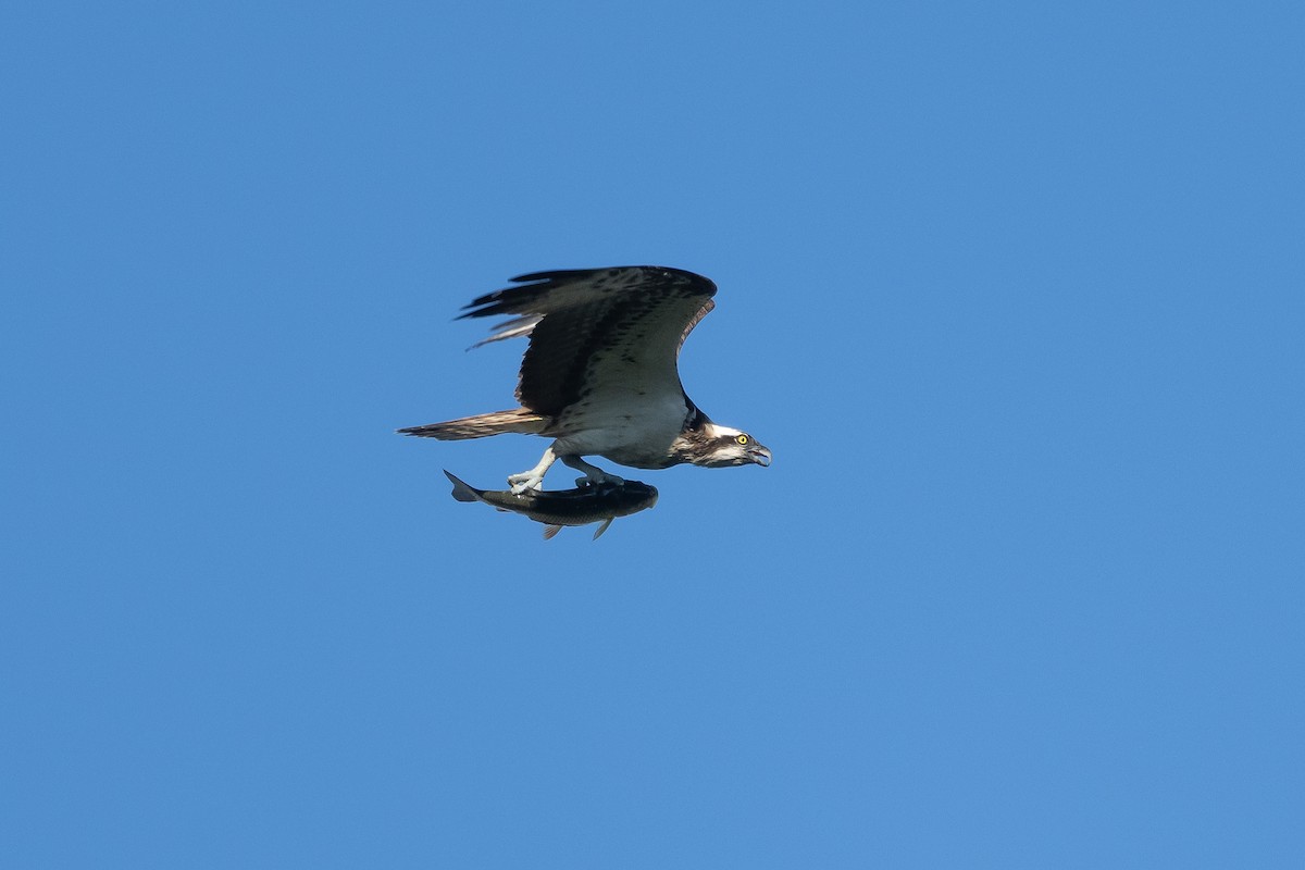 Osprey - ML641187189