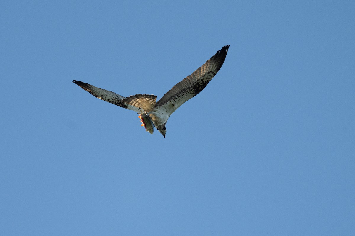 Osprey - ML641187196