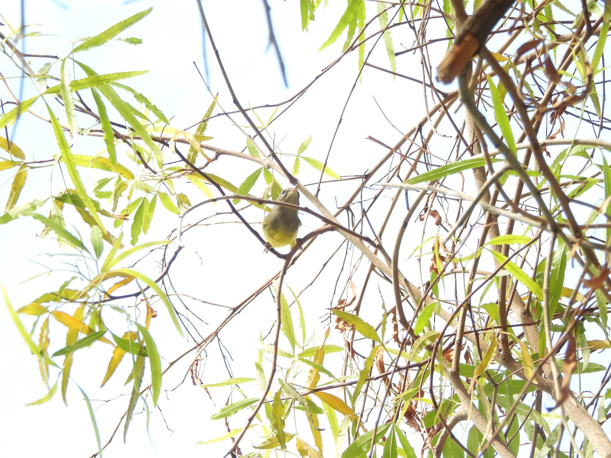 MacGillivray's Warbler - ML641187199