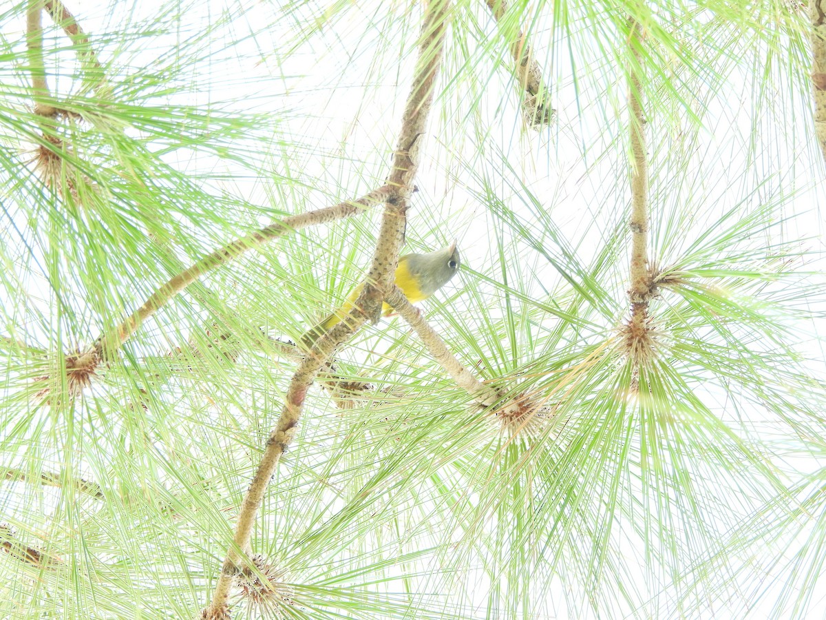MacGillivray's Warbler - ML641187200