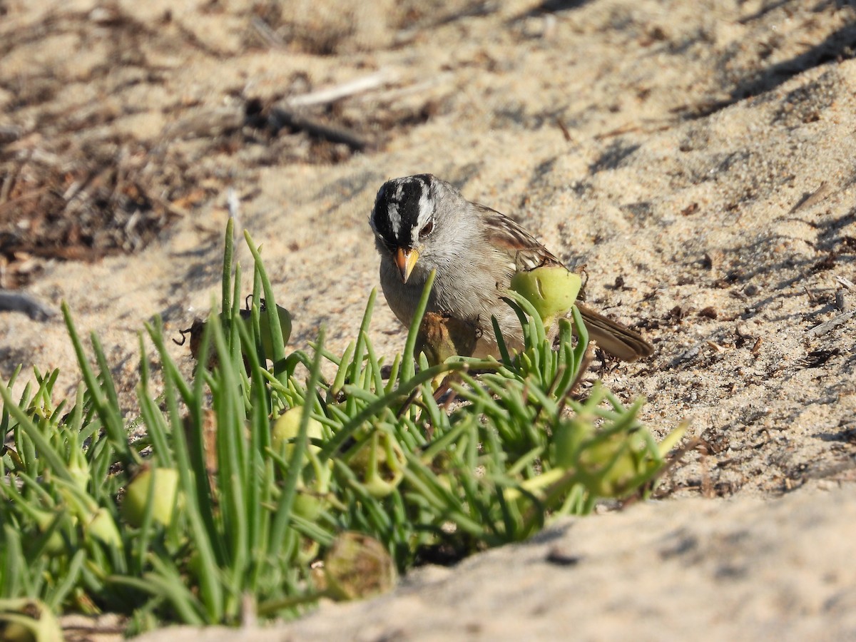 White-crowned Sparrow - ML641187202