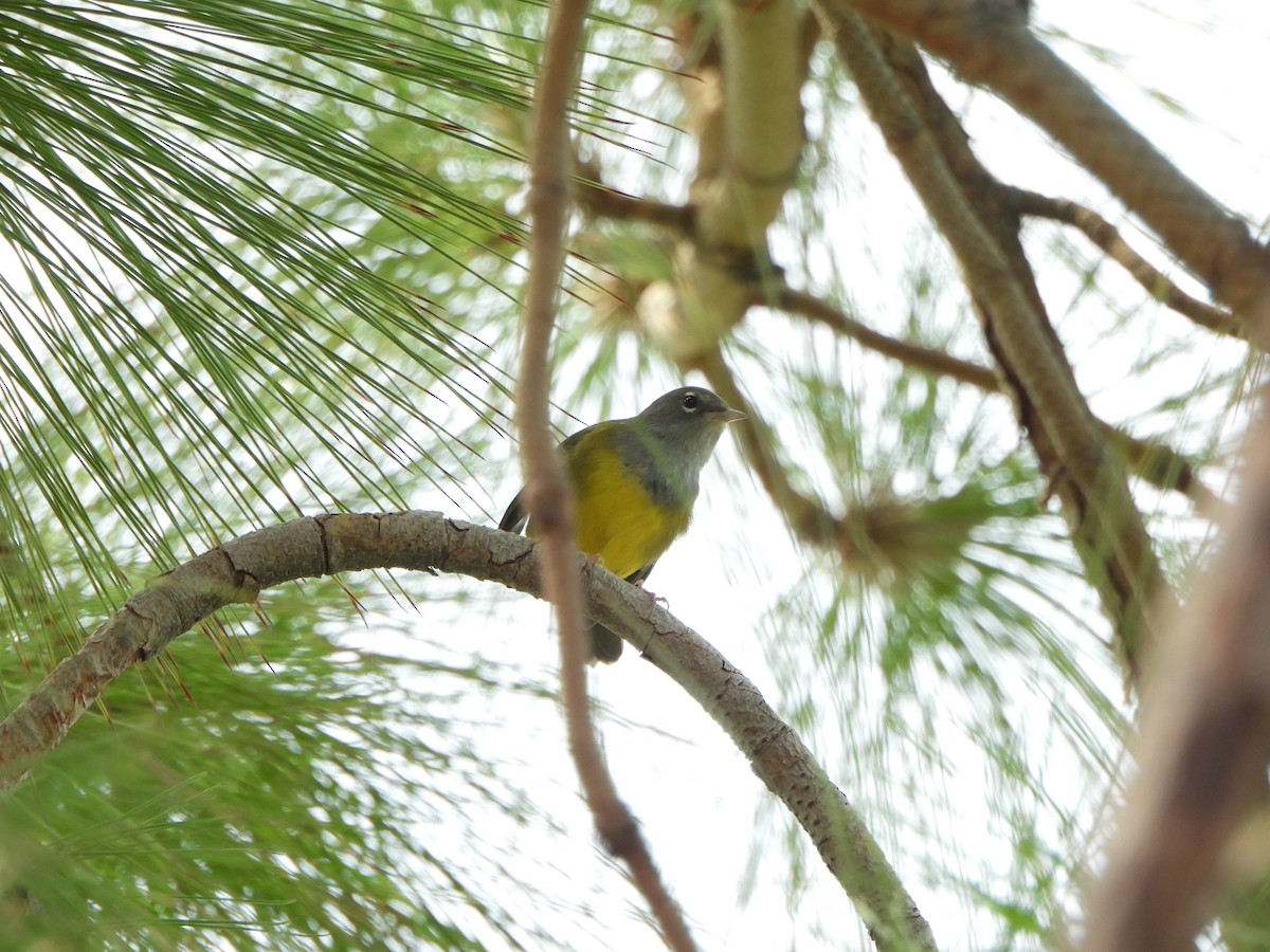 MacGillivray's Warbler - ML641187205