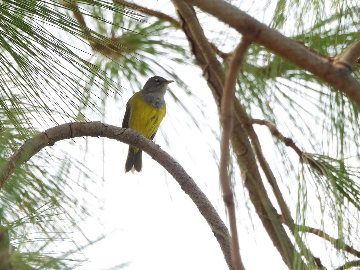 MacGillivray's Warbler - ML641187210