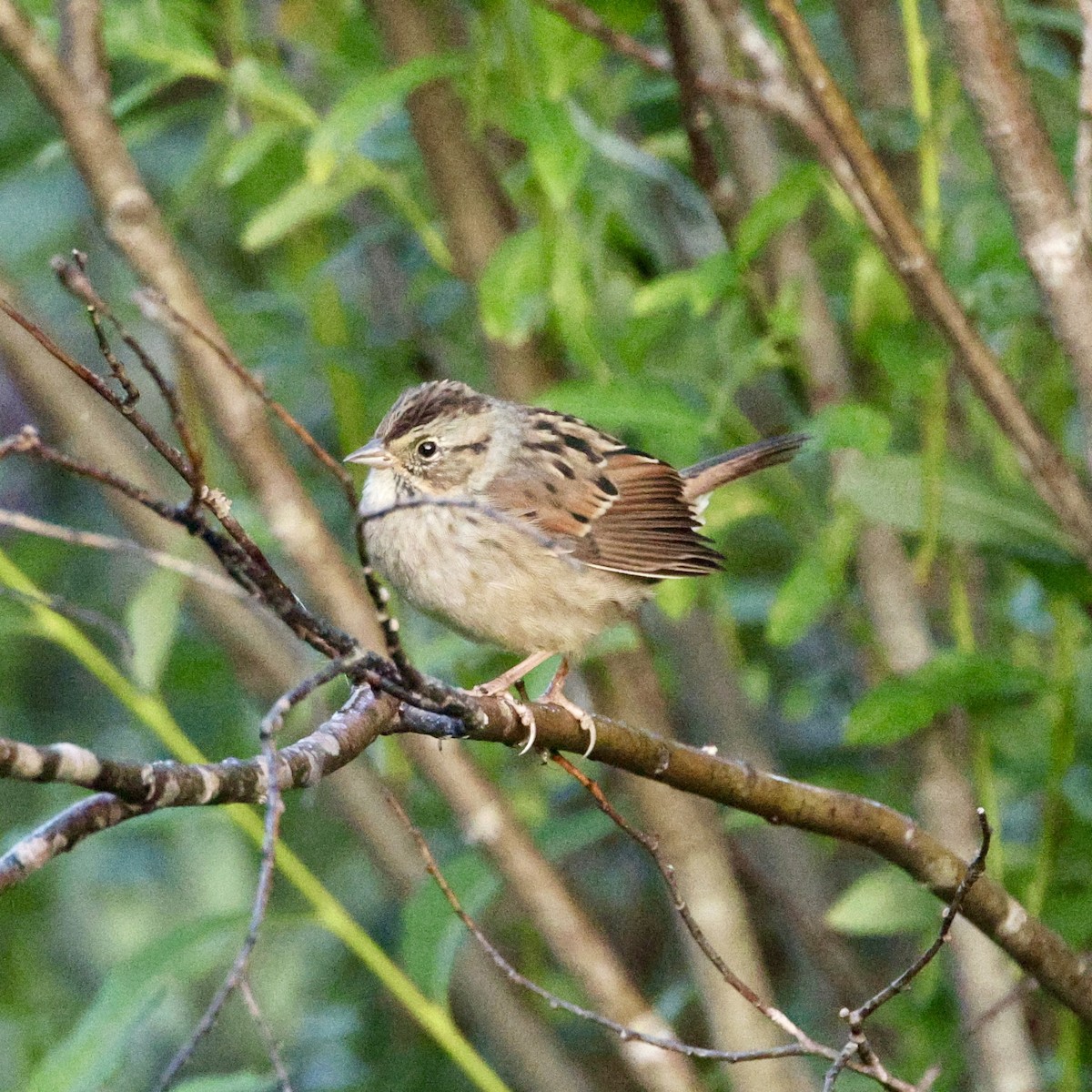 Swamp Sparrow - ML641187214