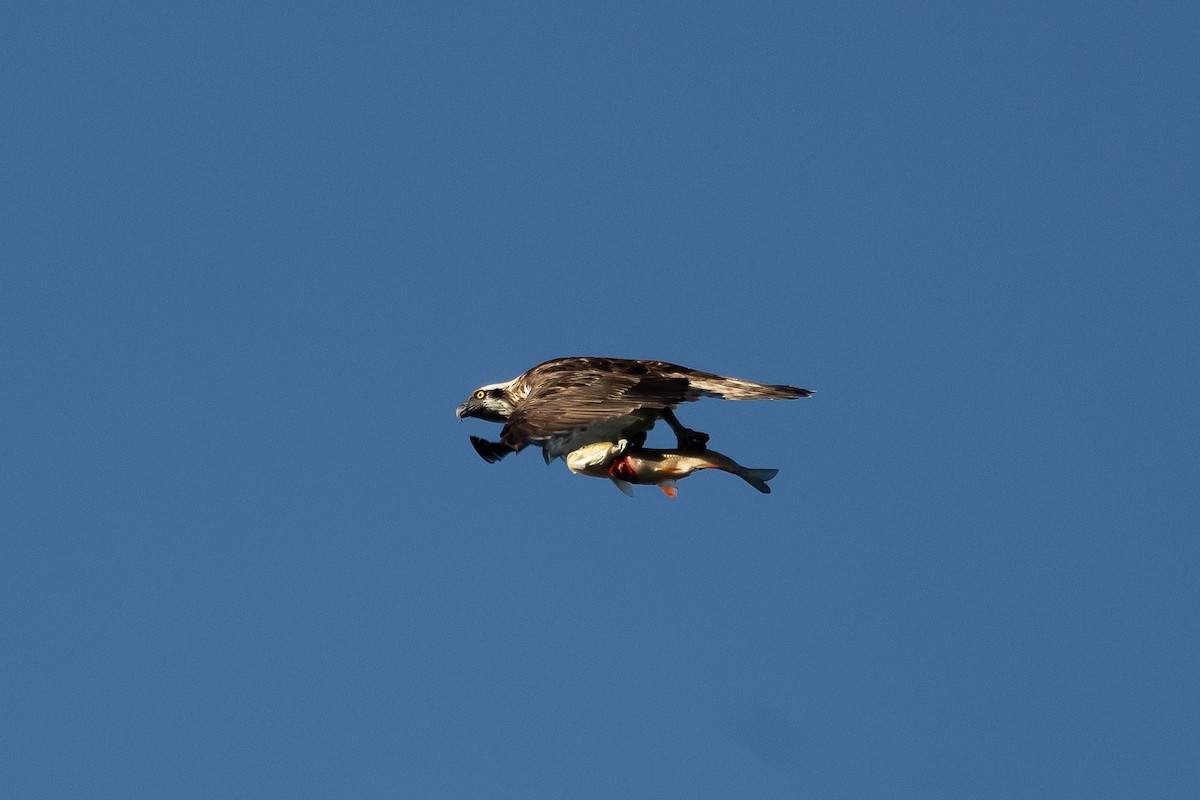 Osprey - ML641187216