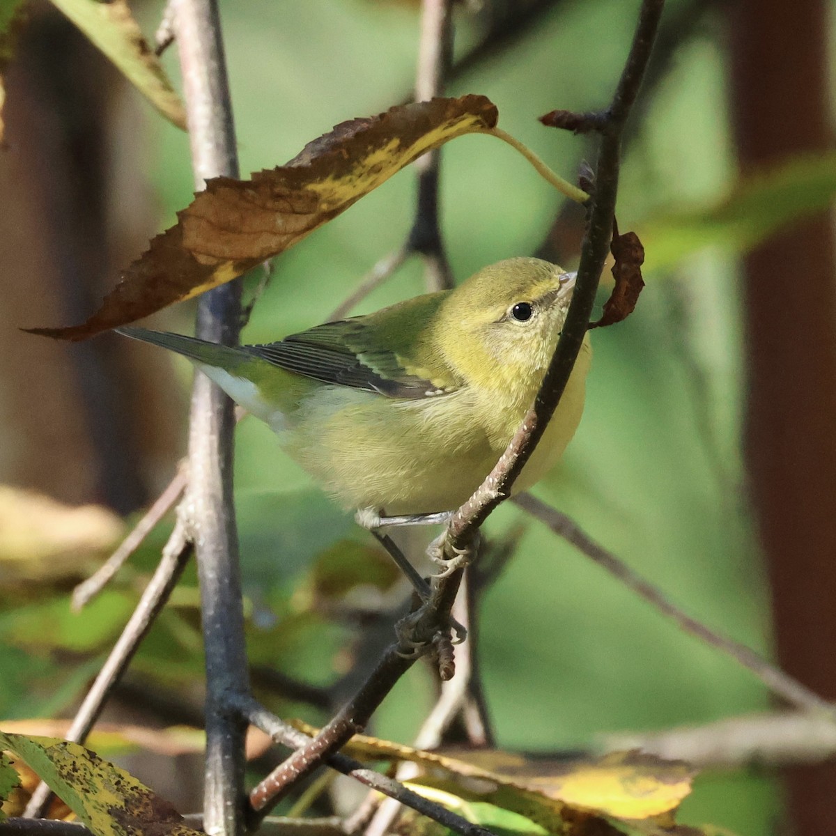 Tennessee Warbler - ML641187225