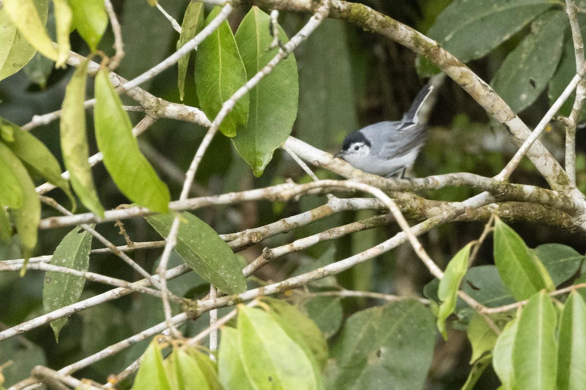 White-browed Gnatcatcher - ML641187237
