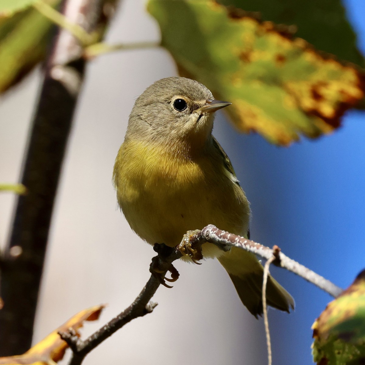 Nashville Warbler - ML641187239
