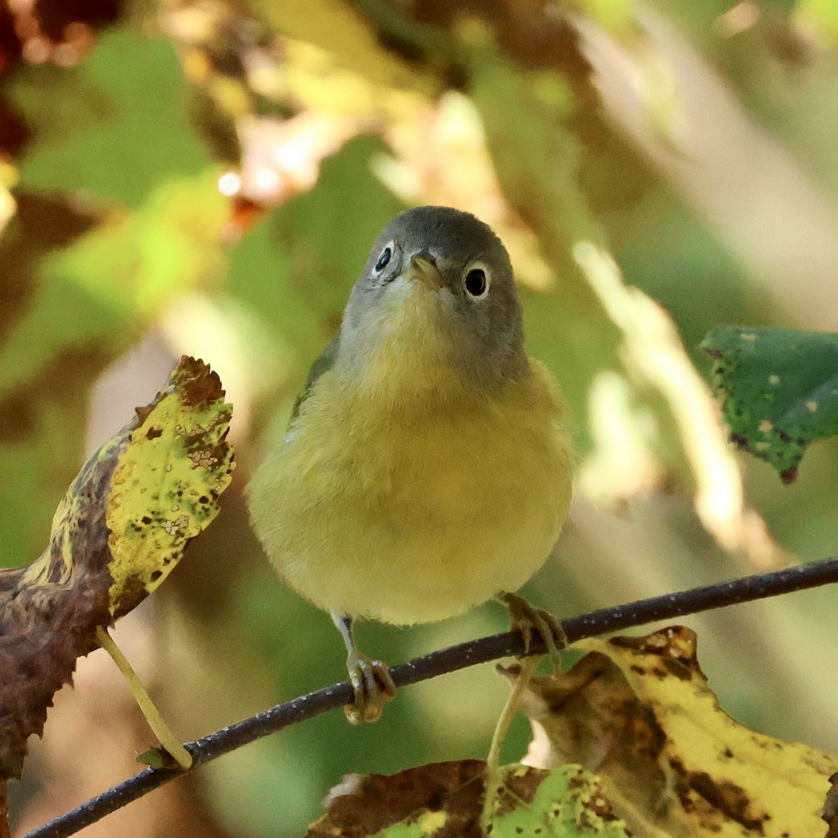 Nashville Warbler - ML641187240