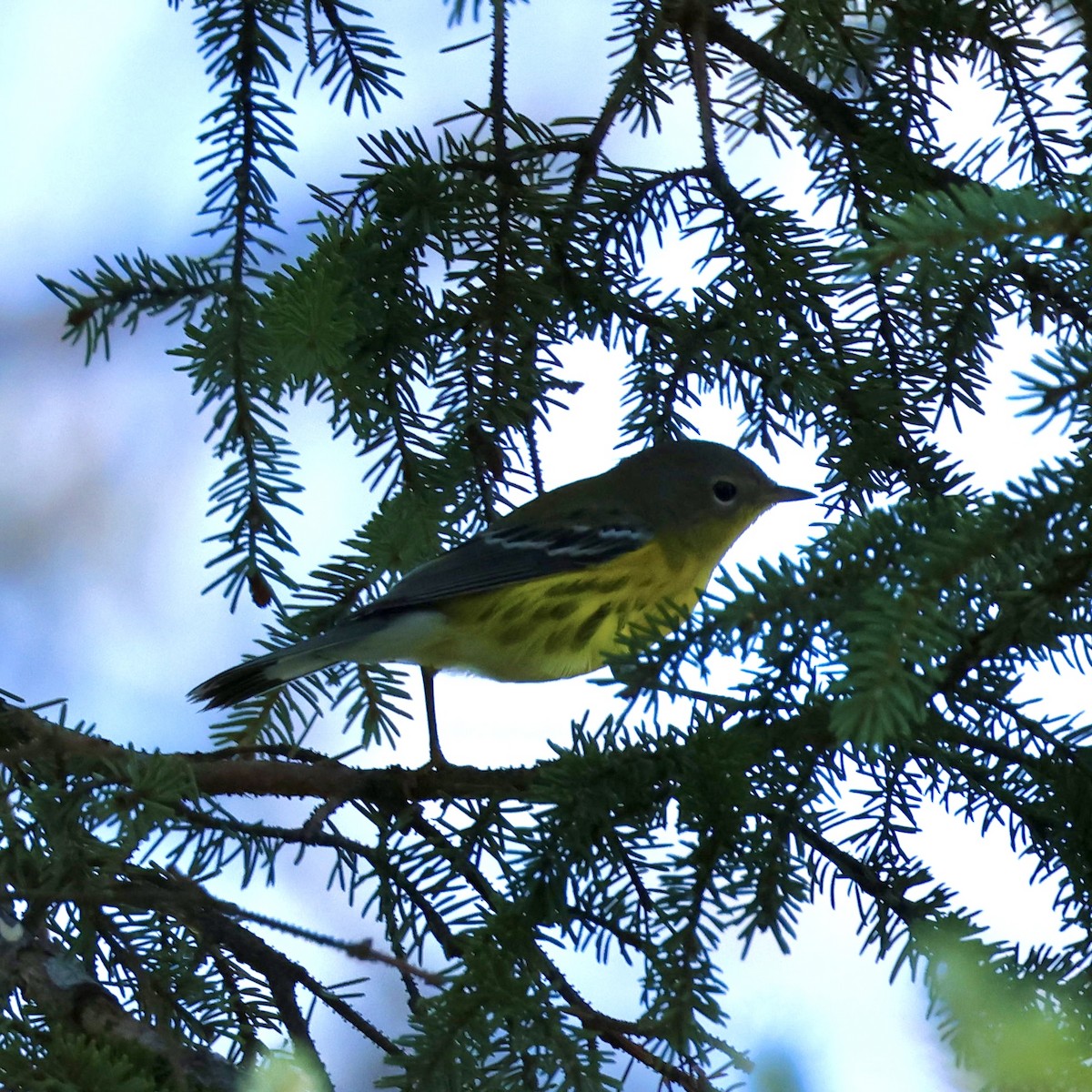 Magnolia Warbler - ML641187249
