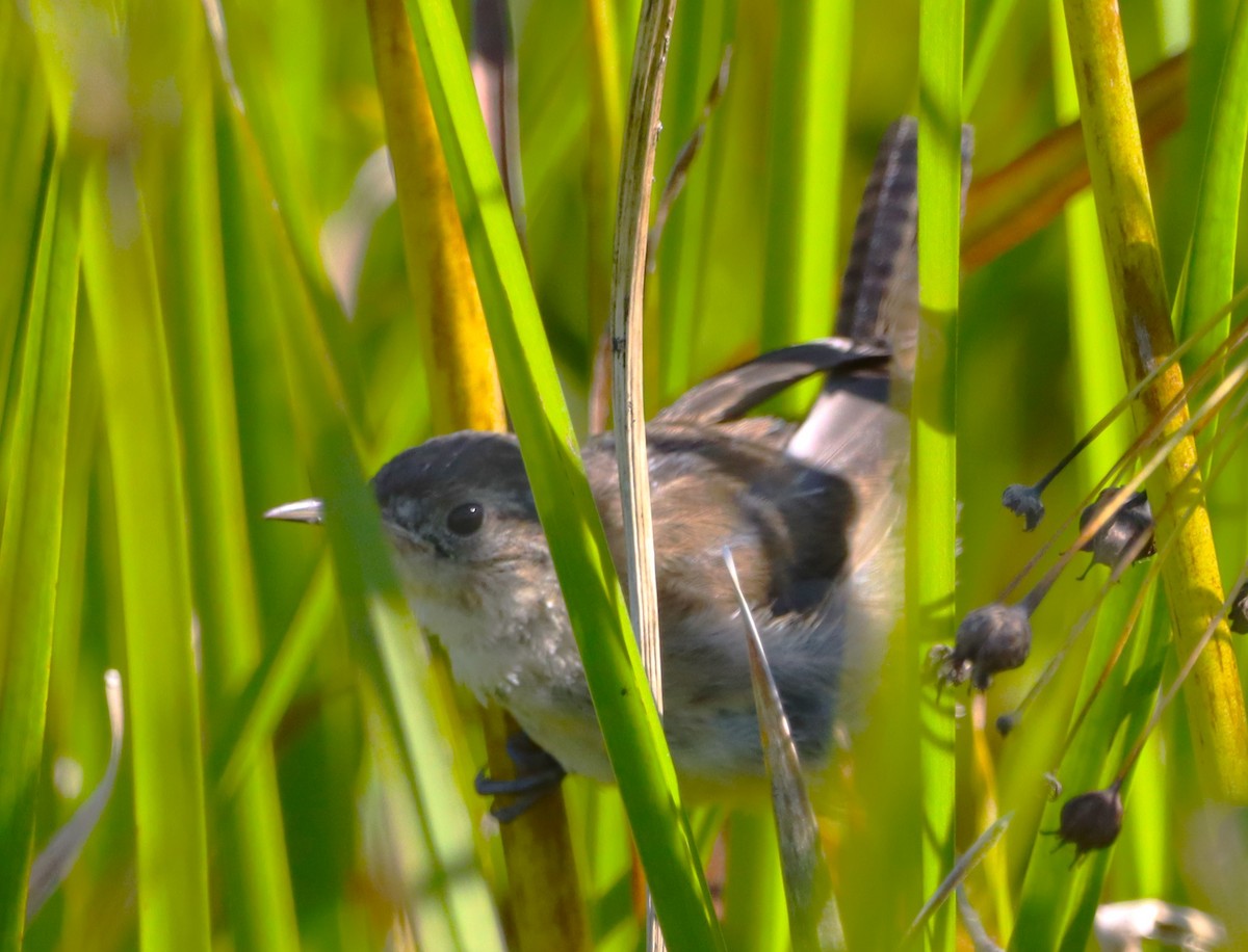 Marsh Wren - ML641187255