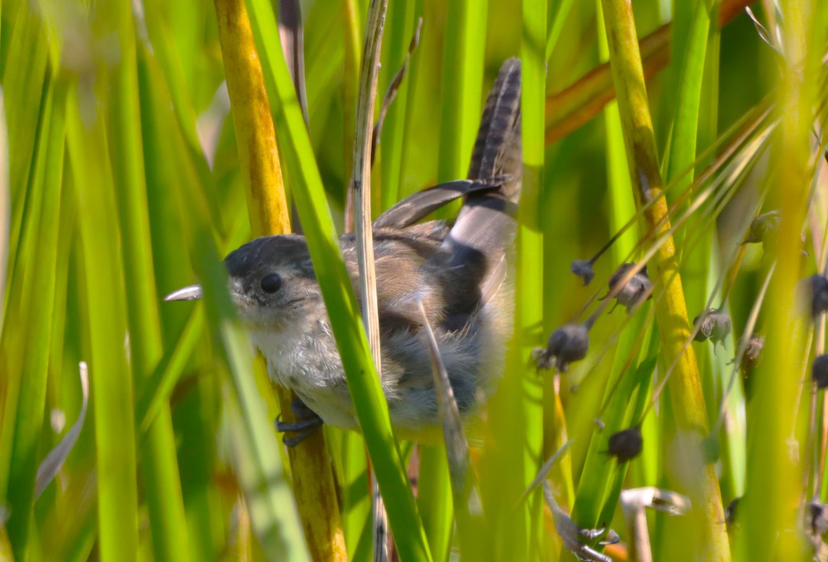 Marsh Wren - ML641187256