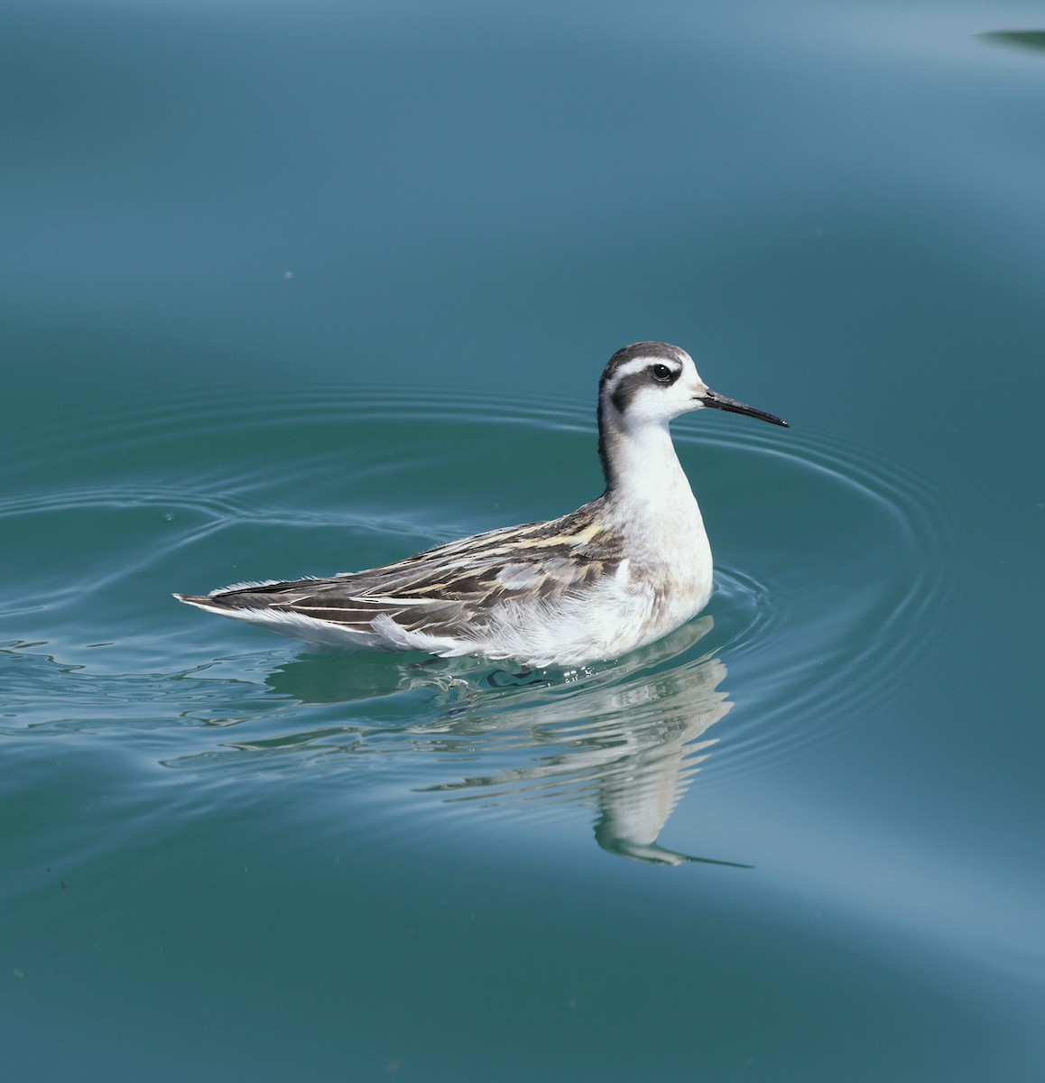 Red-necked Phalarope - ML641187259