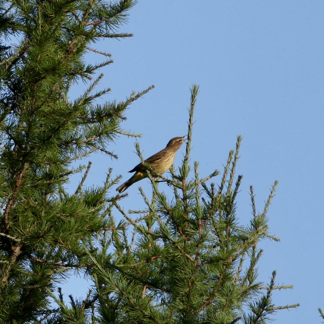 Palm Warbler - ML641187264