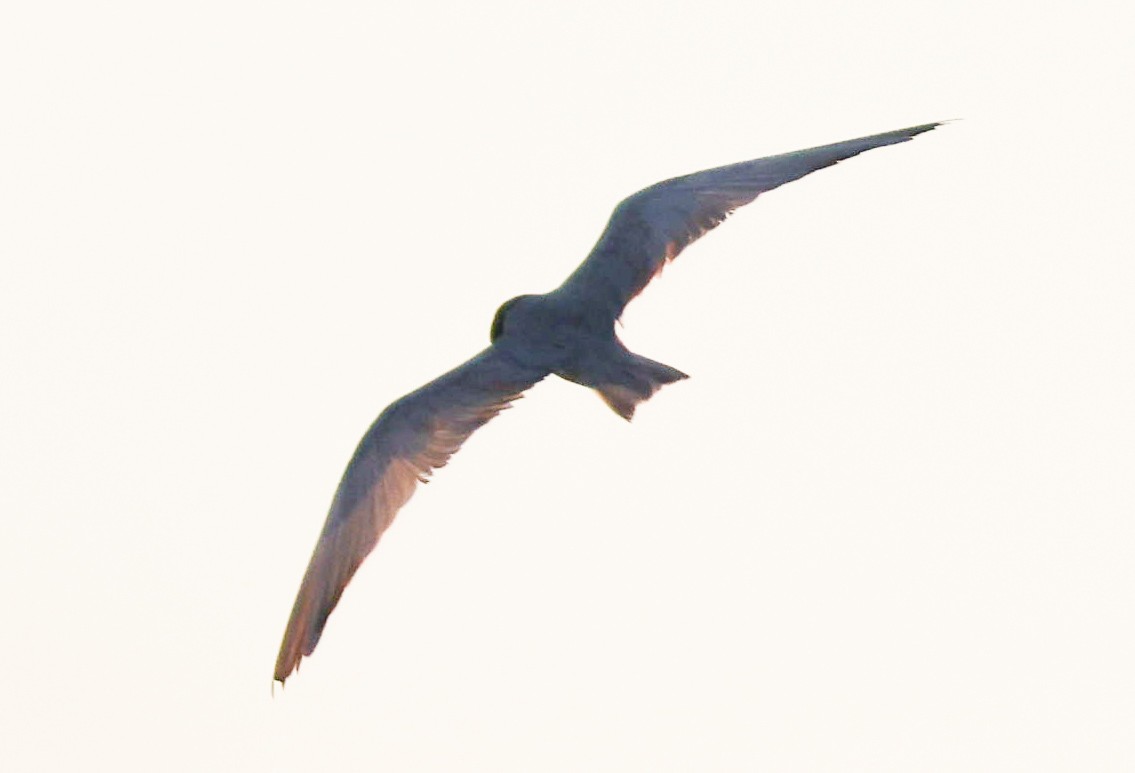 Цагаан шанаат хараалай - ML641187273