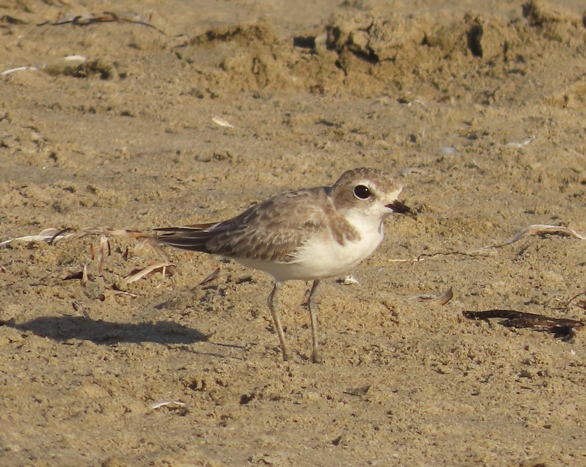 Snowy Plover - ML641187274