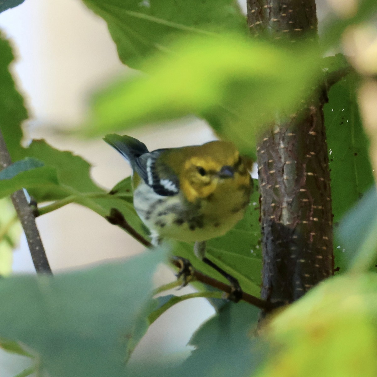 Black-throated Green Warbler - ML641187280