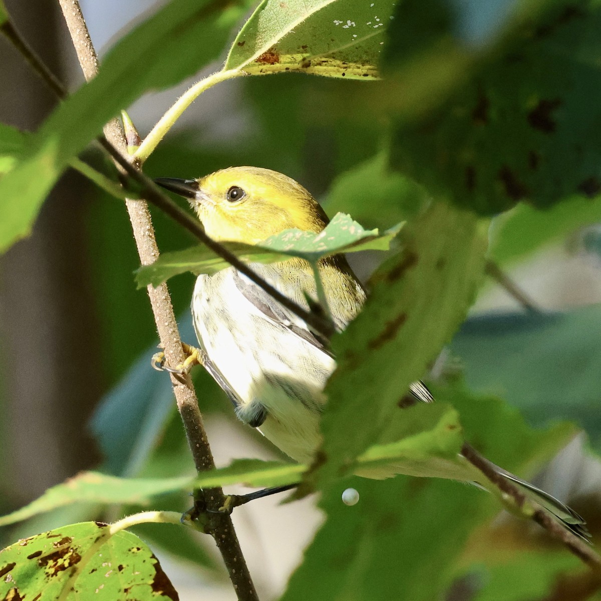 Black-throated Green Warbler - ML641187281