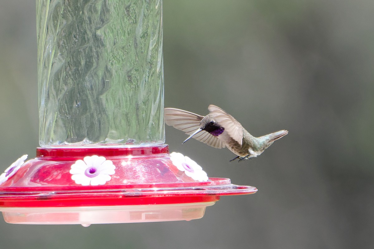 Black-chinned Hummingbird - ML641187282