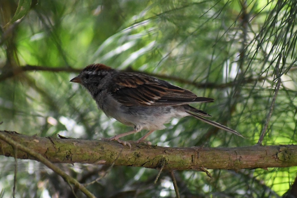 Chipping Sparrow - ML641187283